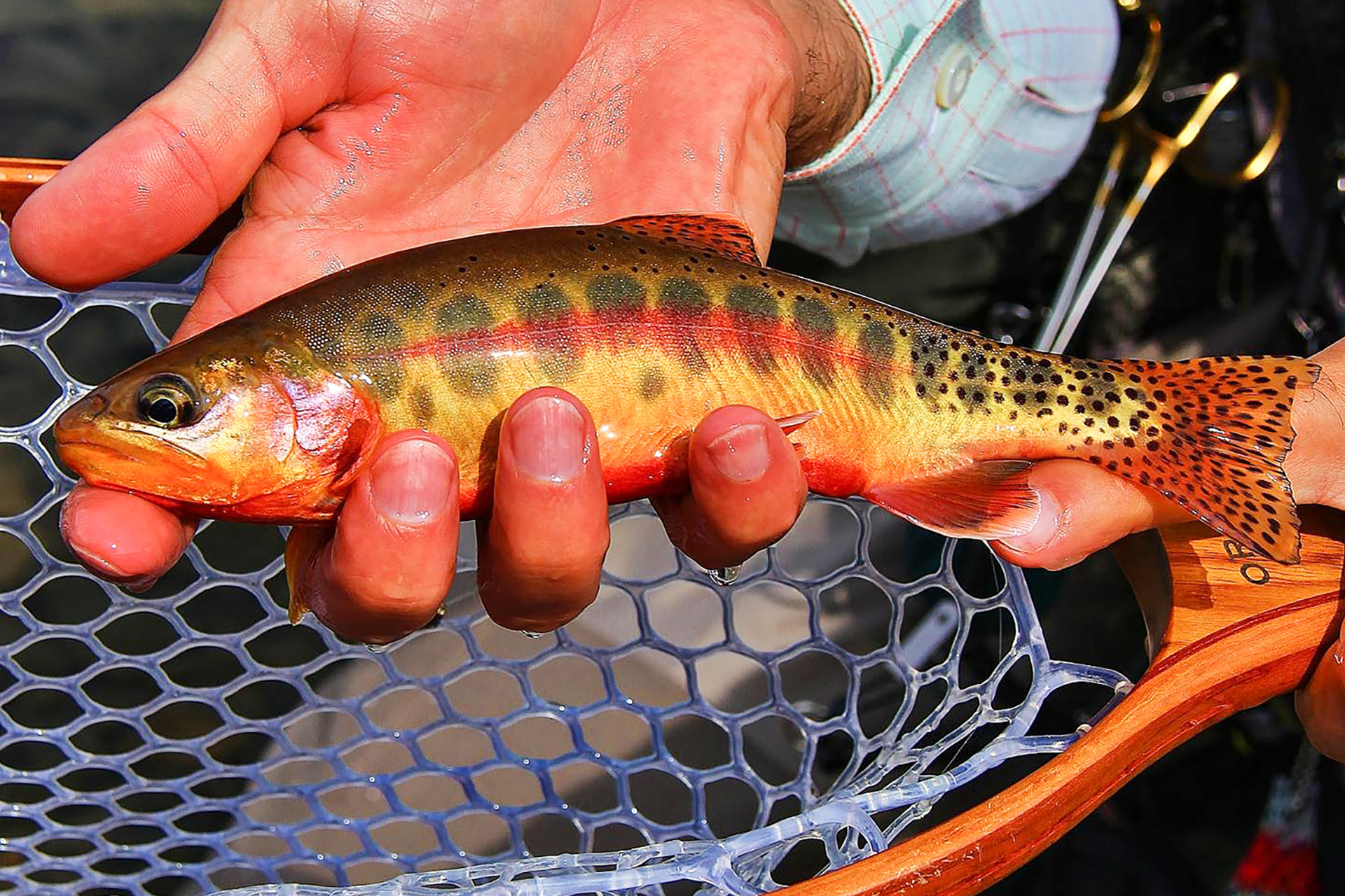 20-Michele-Poggi-Flyfishing-Golden-Trout-Fishing-Paradise
