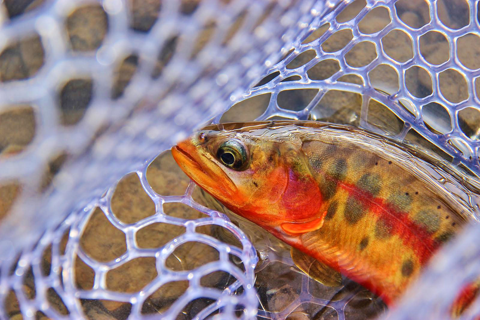 6-Michele-Poggi-Flyfishing-Goden-Trout